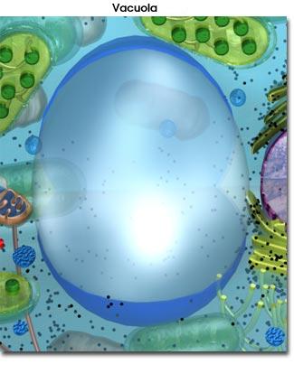 Vacuola de una  c&eacute;lula vegetal